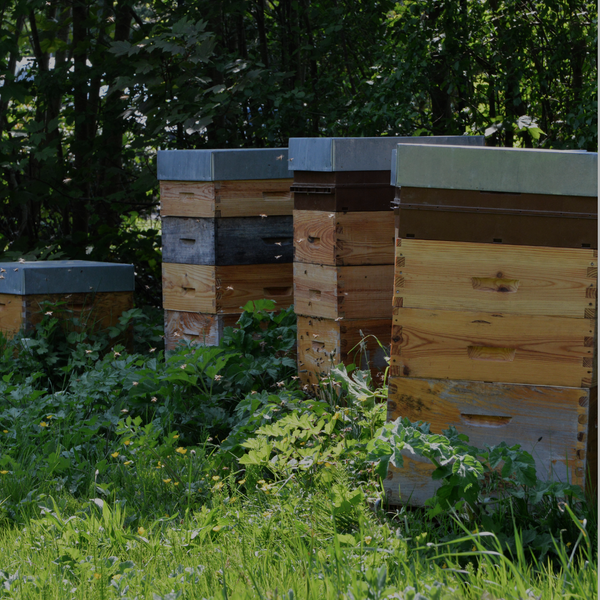 Bienenbeuten