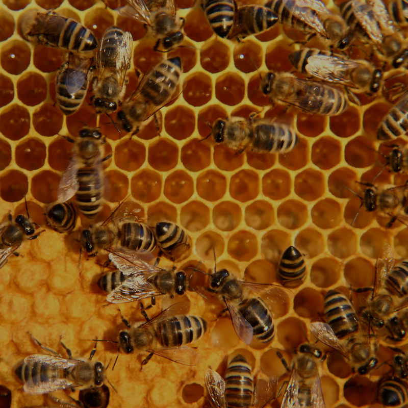 Bienenfutter
