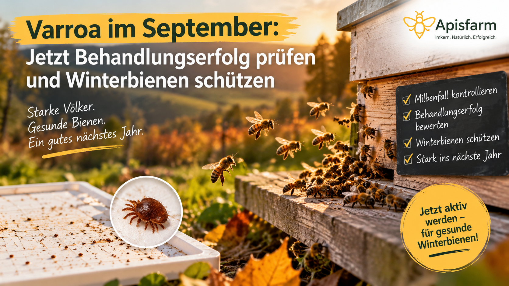 Varroa im September: Jetzt Behandlungserfolg prüfen und Winterbienen schützen Apisfarm Imkerei