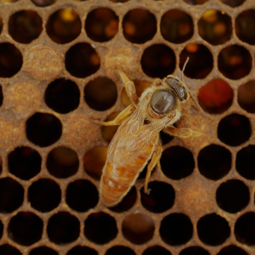 Königinnenzucht-in-der-Imkerei-So-gelingt-die-Nachzucht-stärkerer-Bienenköniginnen Apisfarm Imkerei