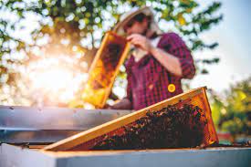 Welche-Beute-ist-am-besten-für-Anfänger Apisfarm Imkerei