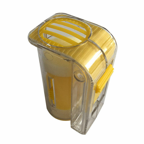 Königinnen zeichnen