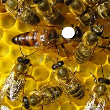 Inselbegattete Königin Sklenar G10 Apisfarm