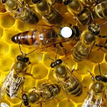 Standbegattete  Königin Sklenar G10 Apisfarm