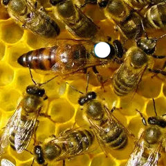 Unbegattete Königin Sklenar G10 Apisfarm