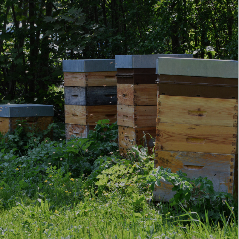 Bienenbeuten