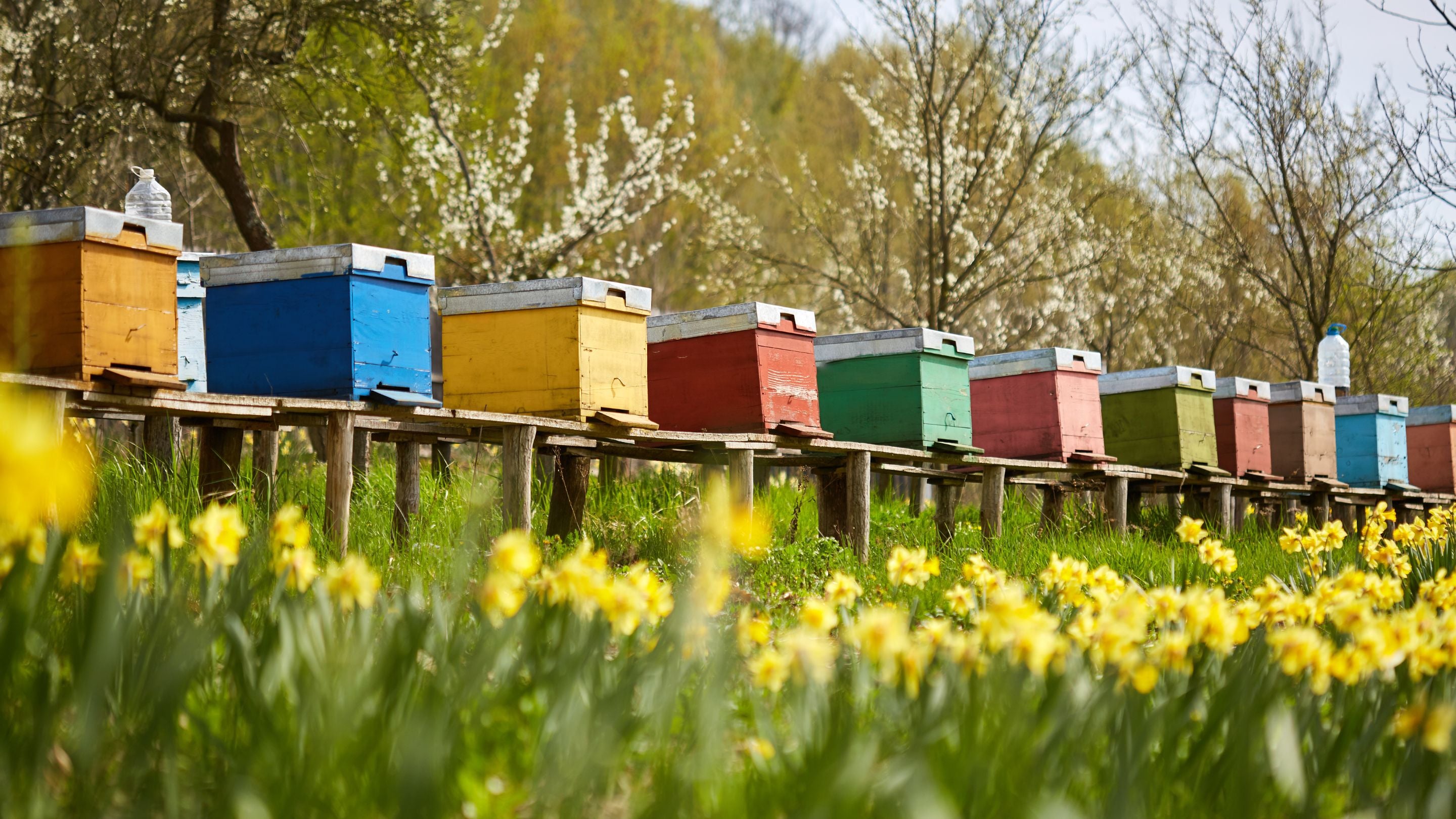 Unsere hochwertigen Bienenbeuten bieten Ihren Bienen ein sicheres und gesundes Zuhause und sorgen für optimale Bedingungen in der Imkerei.