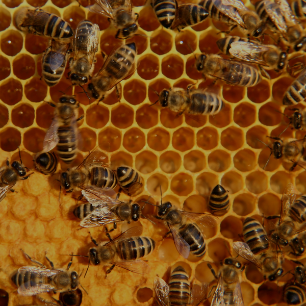 Bienenfutter