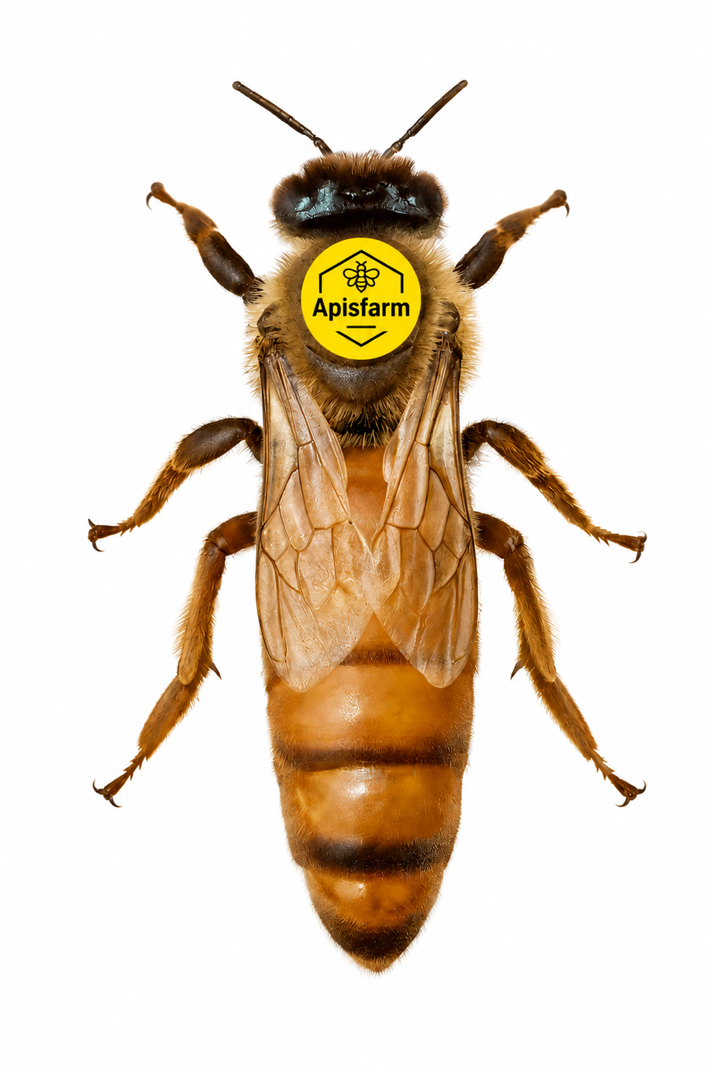Buckfast Königin unbegattete – Für gezielte Zucht & Besamung Apisfarm
