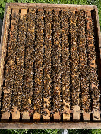 Bienenvolk kaufen – Gesundes Volk auf Zander oder Dadant US | Apisfarm Apisfarm