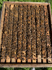 Bienenvolk kaufen – Gesundes Volk auf Zander oder Dadant US | Apisfarm Apisfarm